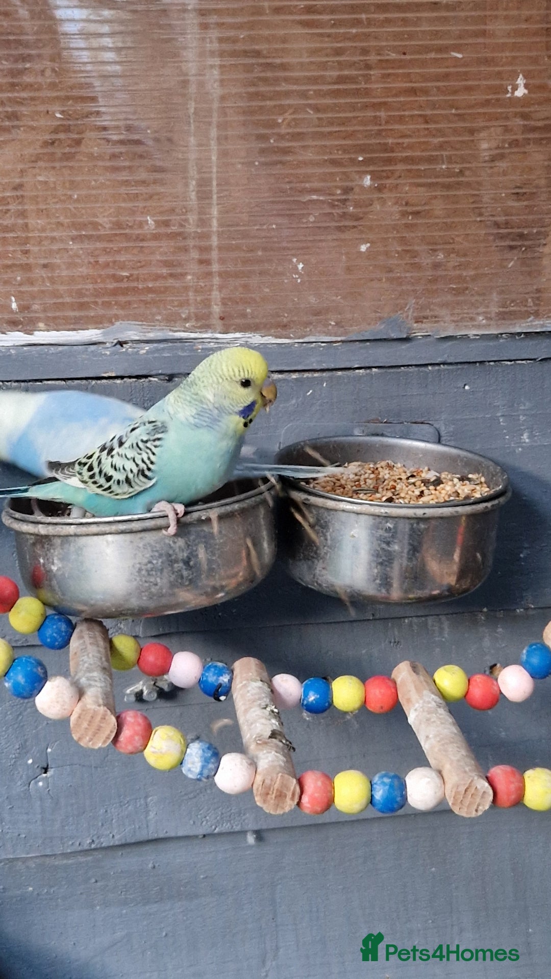 Budgerigars birds for sale: 3x baby budgie reseve only til 13th oct. From £45 - Image 14
