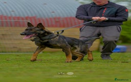 Mixed Breed dogs for sale: GSD × Dutch Herder – Top European Working Lines - Image 5