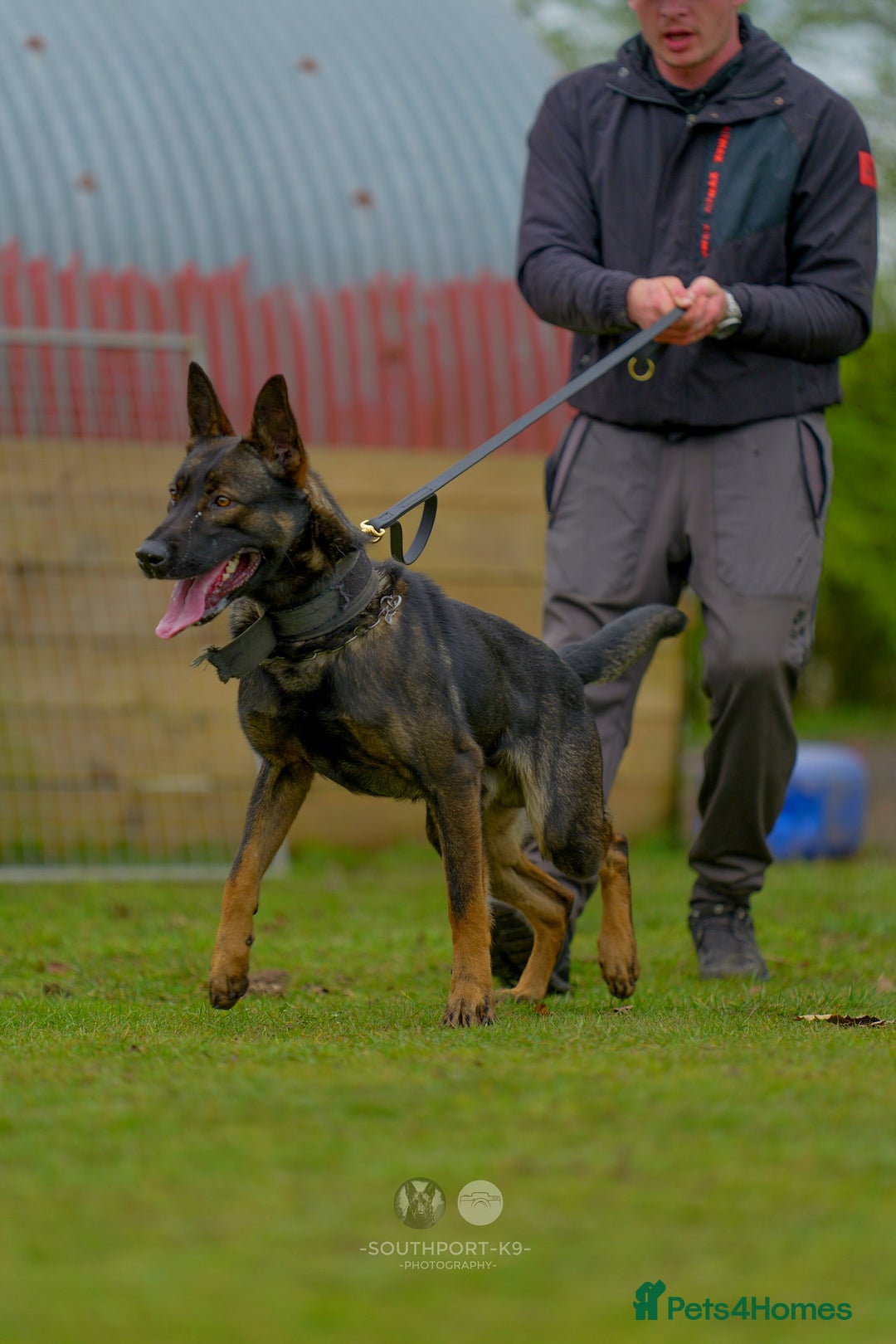 Mixed Breed dogs for sale: GSD × Dutch Herder – Top European Working Lines - Image 5