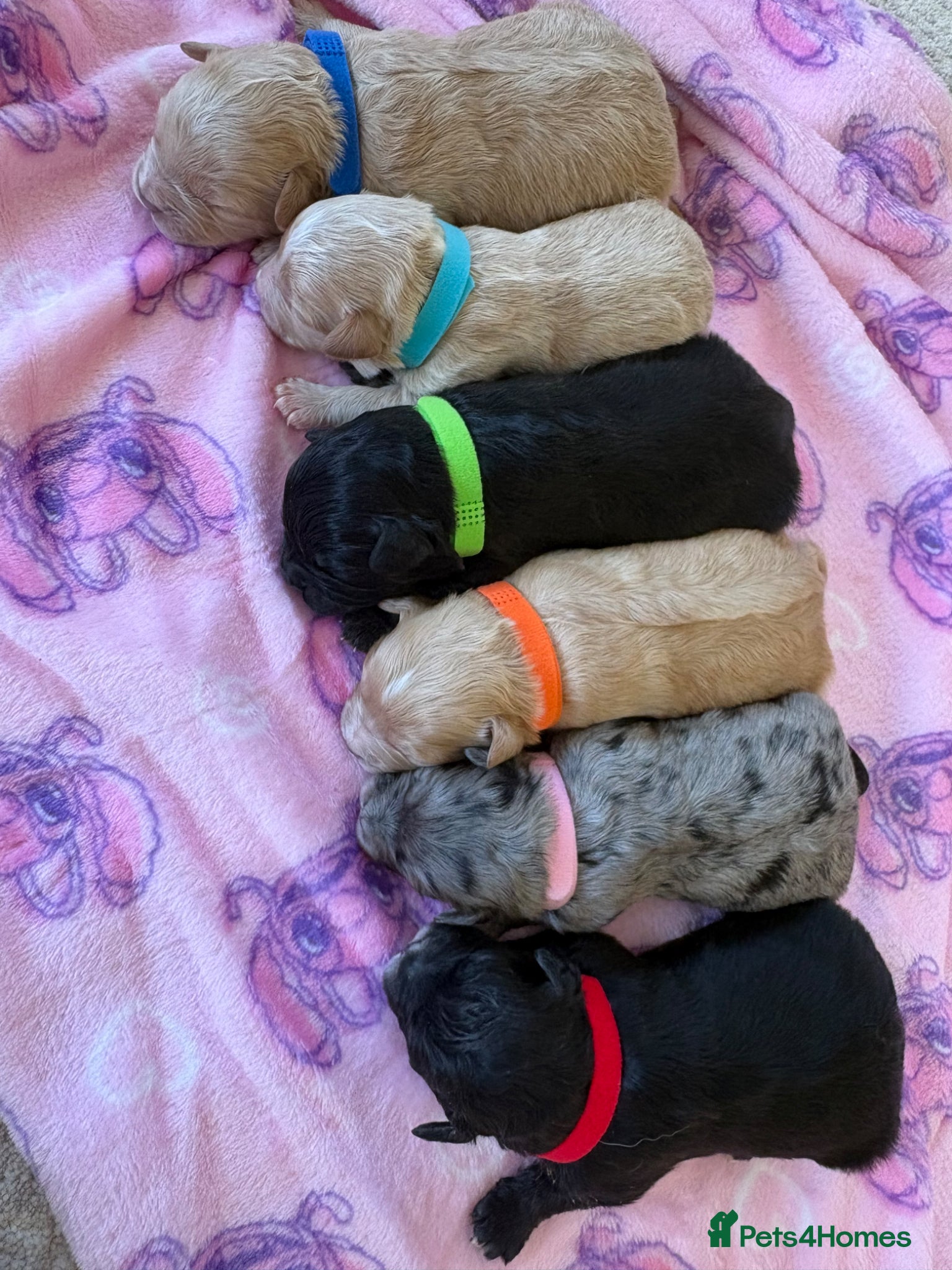 Mixed Breed dogs Floodle puppy’s read for info - Advert 5