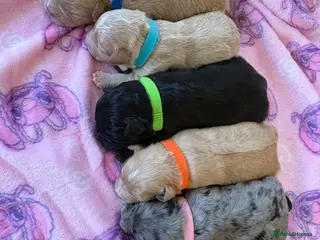 Mixed Breed dogs Floodle puppy’s read for info - Advert 5