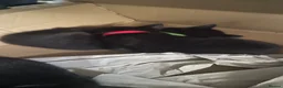 Mixed Breed cats for sale: Kittens looking for forever homes - Advert 26