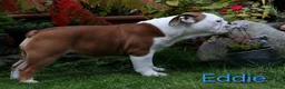 English Bulldog dogs for sale: KC Registered English Bulldog Puppies 🐾 - Advert 6