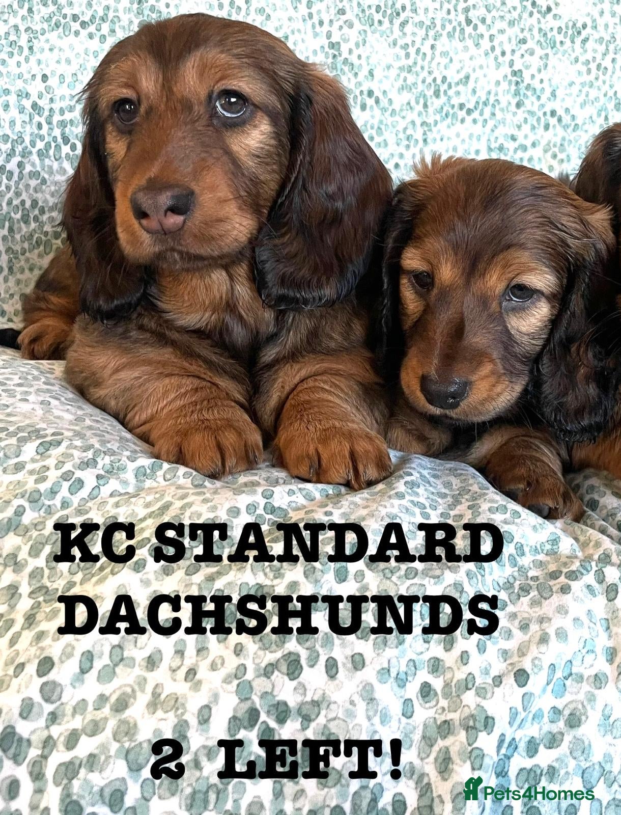 Dachshund dogs 5 KC Standard Long Hair Dachshunds - Advert 7