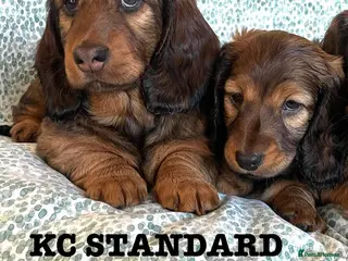Dachshund dogs 5 KC Standard Long Hair Dachshunds - Advert 7