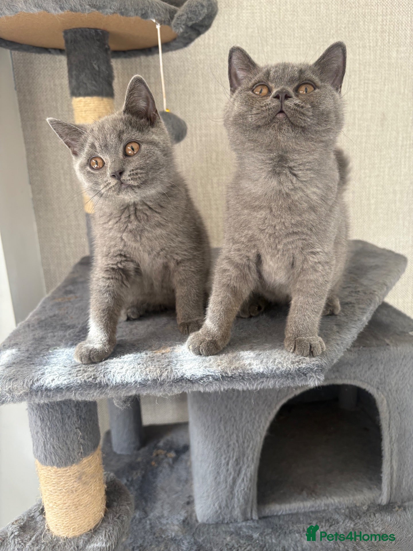 British Shorthair cats GCCF registered British shorthair - READY TO LEAVE - Advert 13