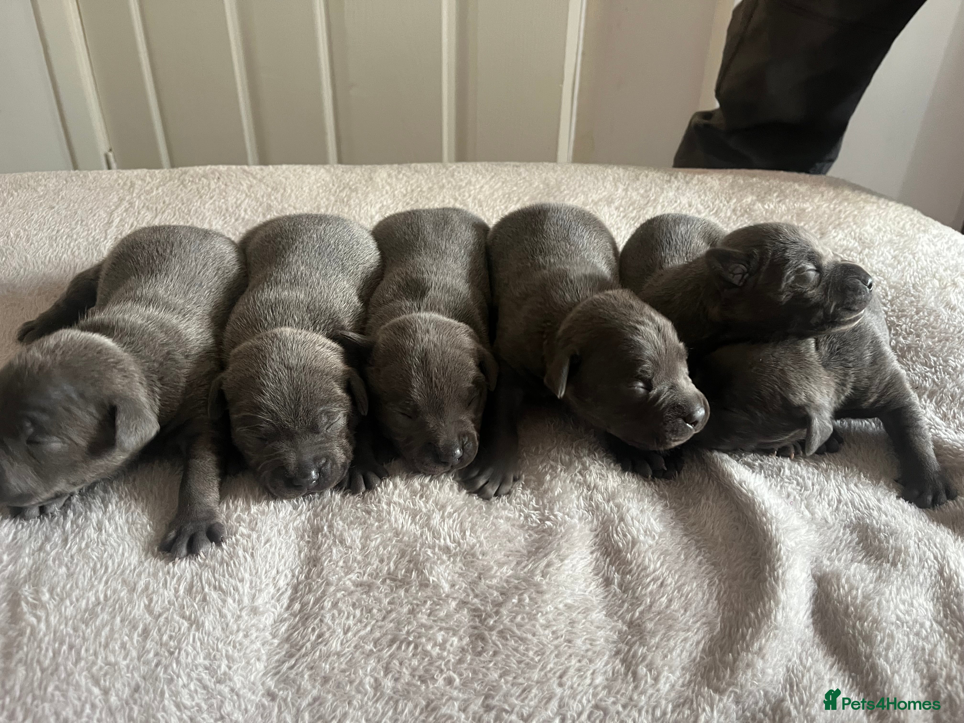 Staffordshire Bull Terrier dogs 6 blue Staffordshire bull terrier  - Advert 1