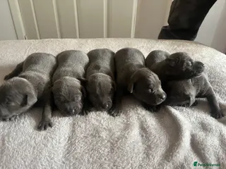 Staffordshire Bull Terrier dogs 6 blue Staffordshire bull terrier - Advert 1