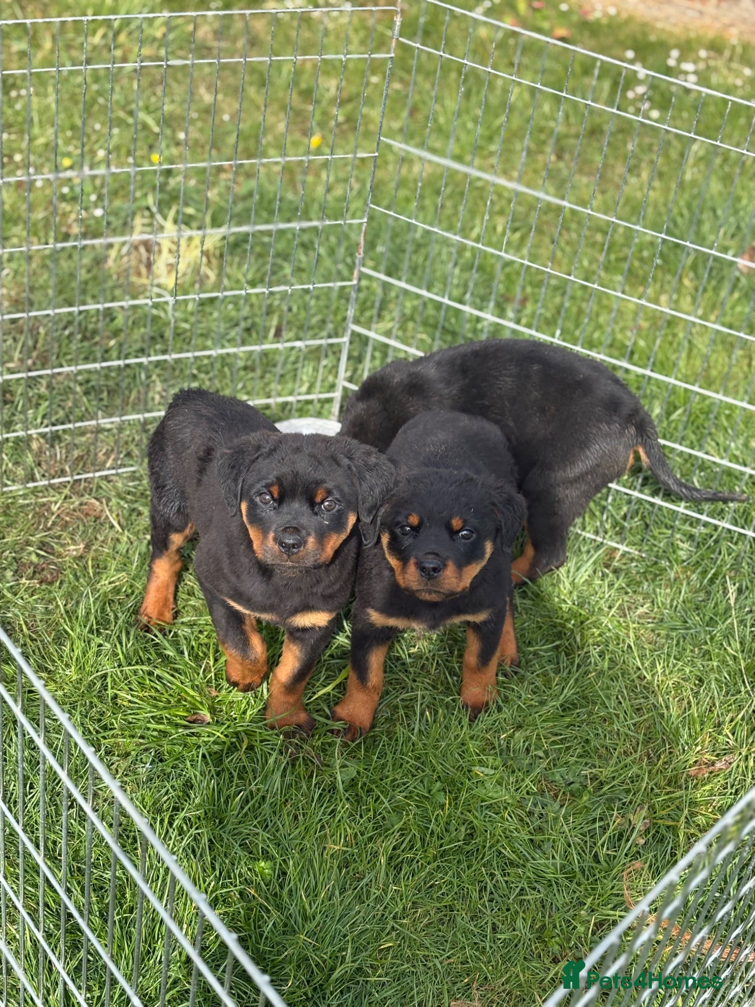 Rottweiler dogs Rottweiler puppies - Advert 17