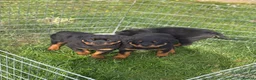 Rottweiler dogs for sale: Rottweiler puppies in Tenterden - Advert 1
