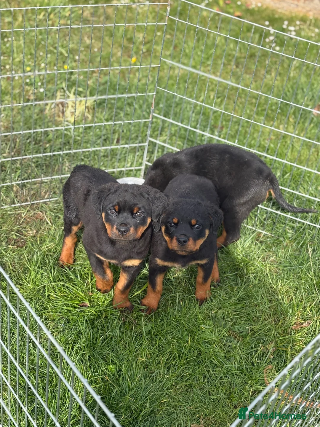 Rottweiler dogs for sale: Rottweiler puppies in Tenterden - Advert 1