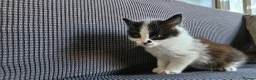 Mixed Breed cats for sale: Kittens available  in Bradford - Advert 12