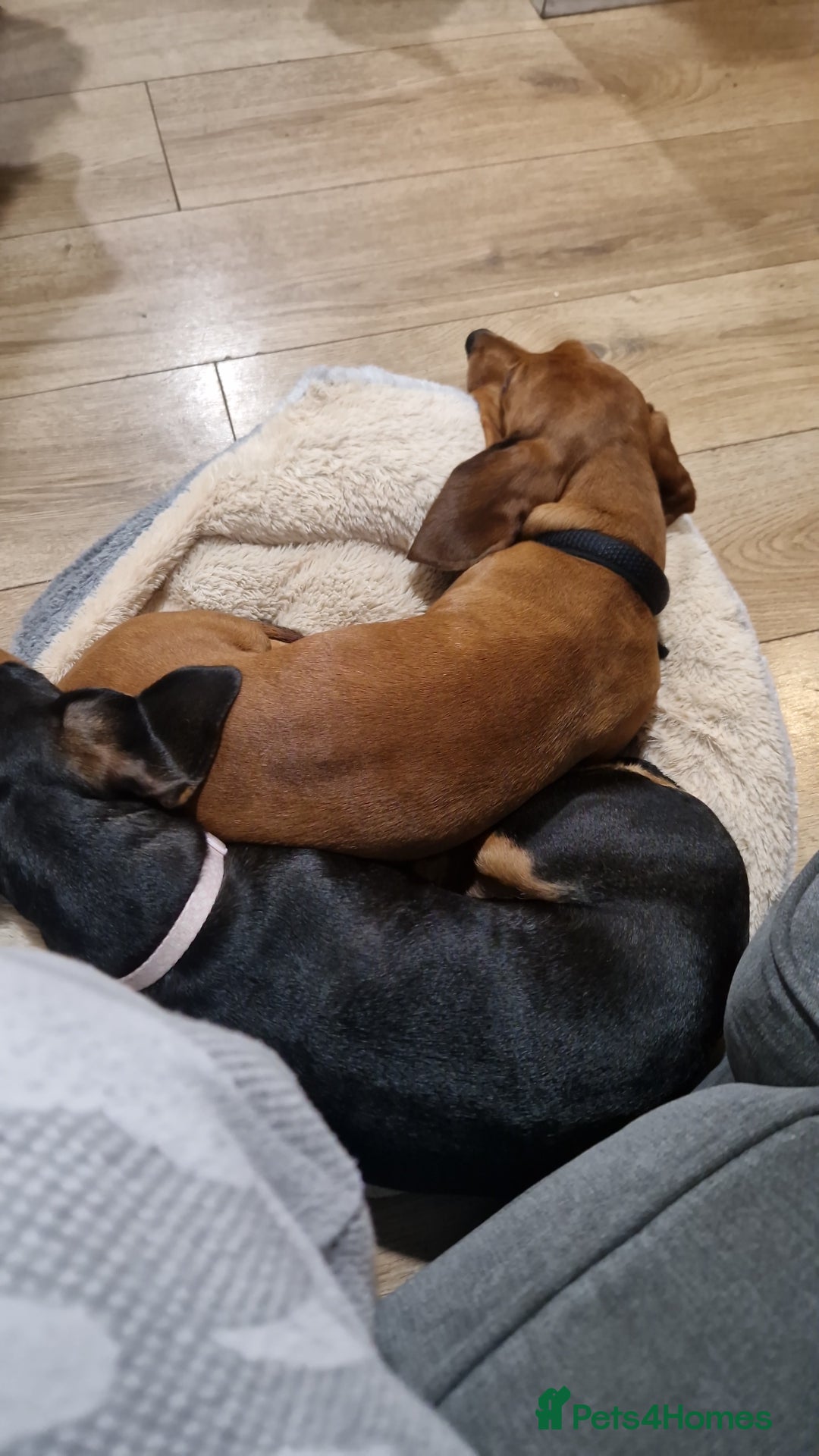 Dachshund dogs for sale: Baby and morty - Advert 3