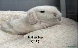 Mini Lop rabbits for sale: Stunning pure bred mini lops - Image 1