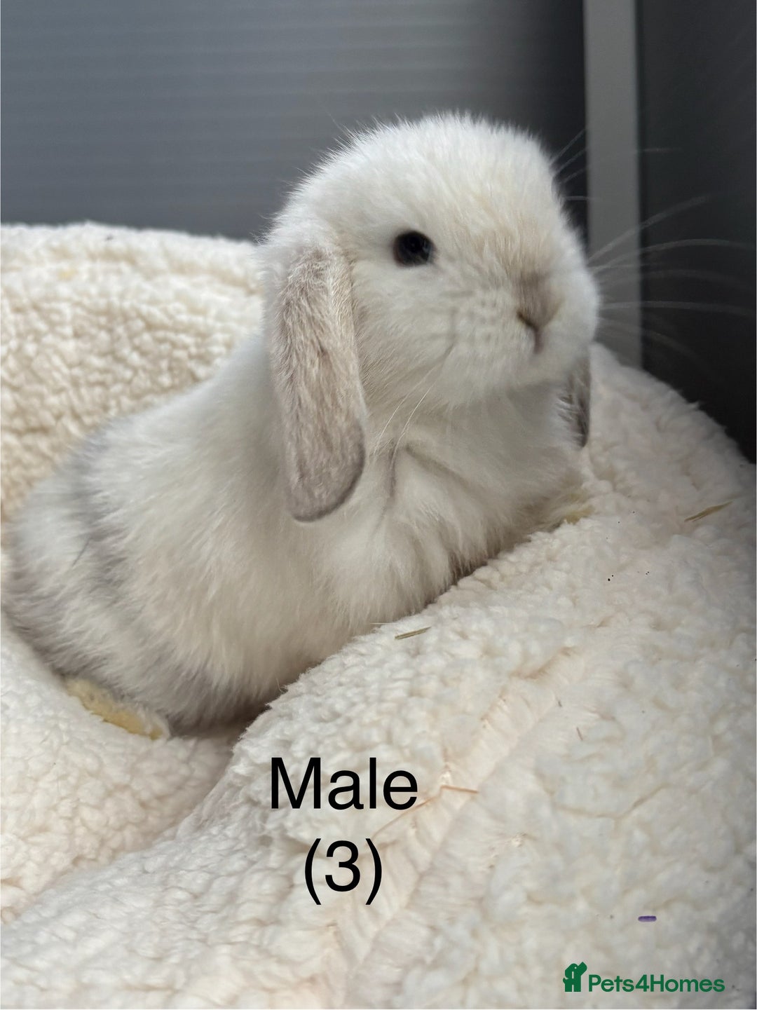 Mini Lop rabbits for sale: Stunning pure bred mini lops - Image 1
