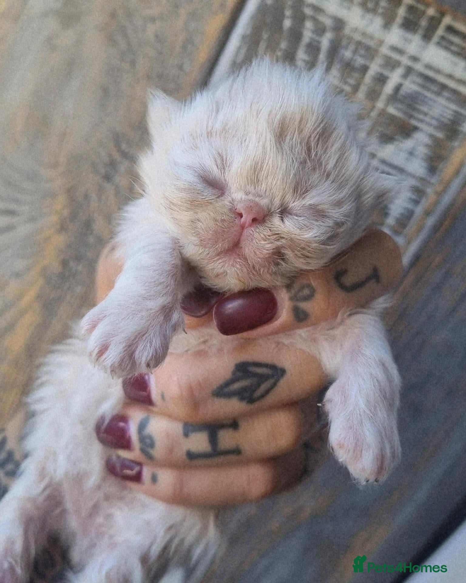 Persian cats Beautiful cream and grey persian babies - Advert 5