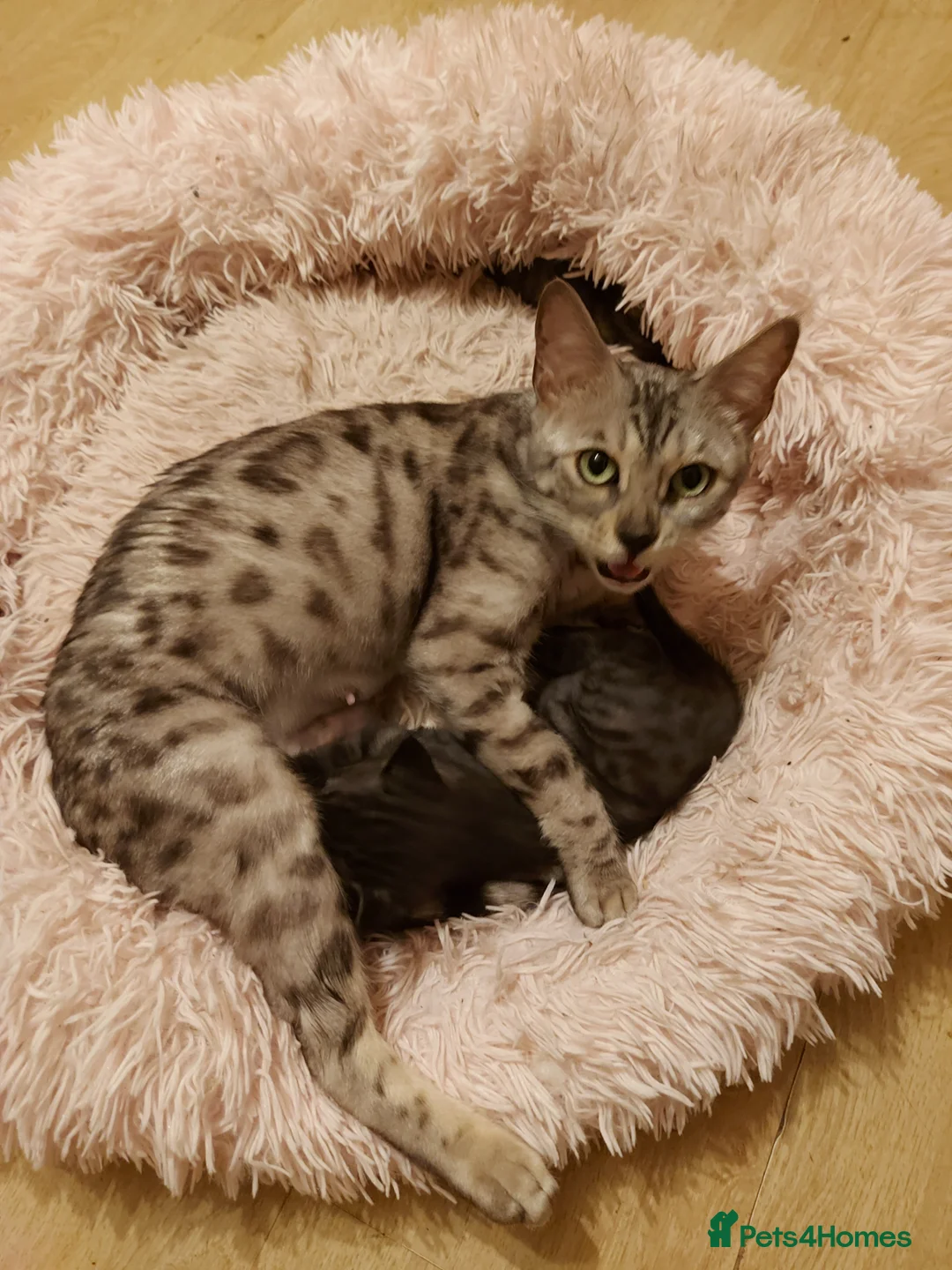 Bengal cats for sale: Last Kitten Available - Advert 1