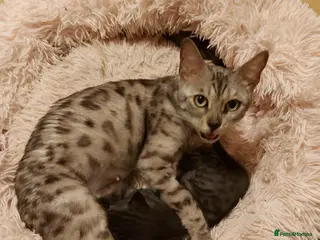 Bengal cats Last Kitten Available - Advert 2