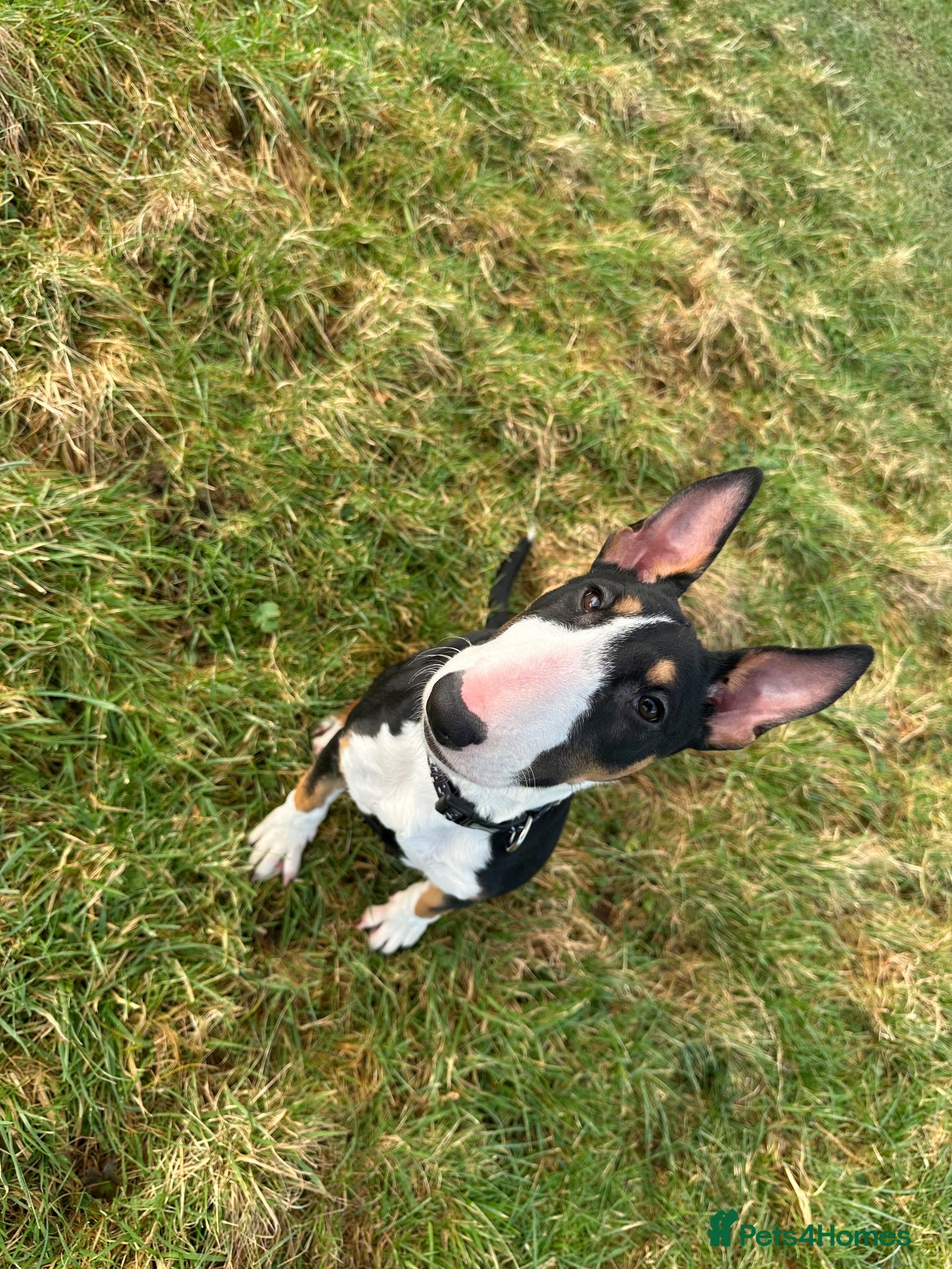 English Bull Terrier dogs 1 year old bull terrier  - Advert 1