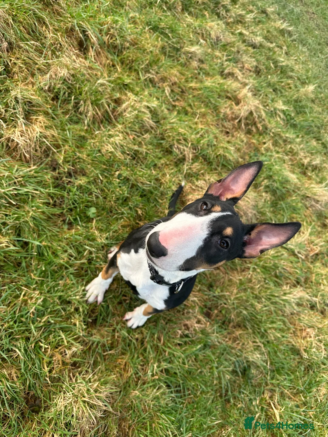 English Bull Terrier dogs for sale: 1 year old bull terrier  in Carlisle - Advert 1