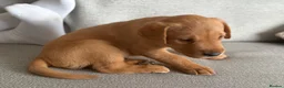 Labrador Retriever dogs for sale: Beautiful litter of puppies  - Advert 6
