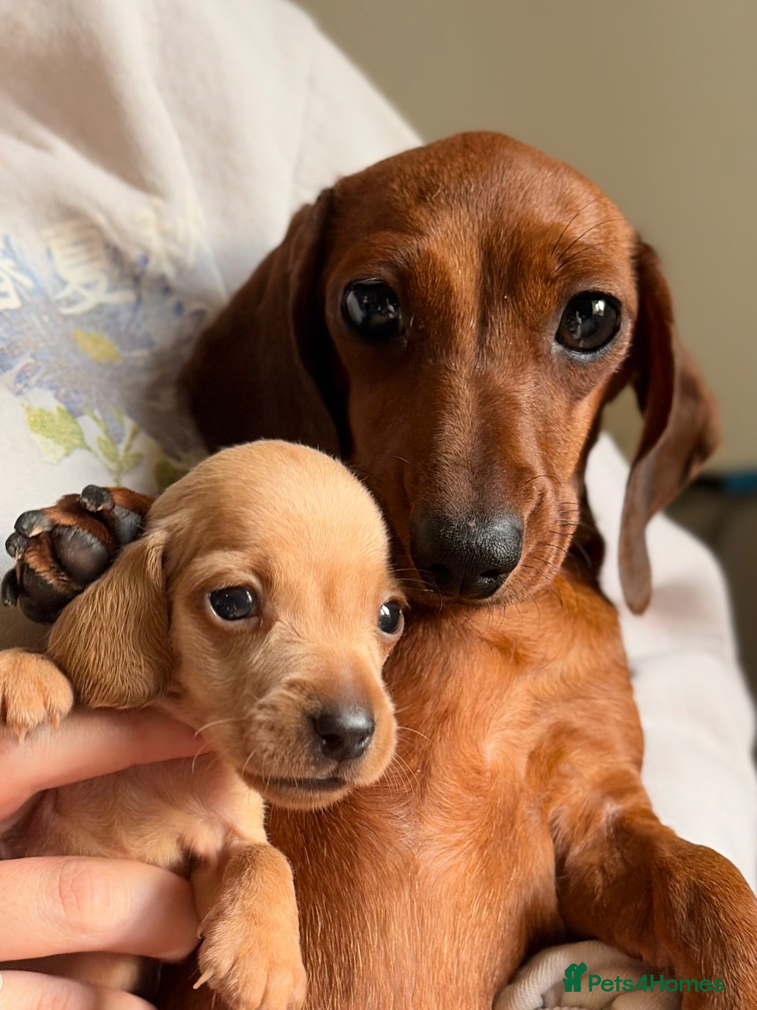 Miniature Dachshund dogs Smooth Haired Miniature Dachshund Puppies - Advert 8