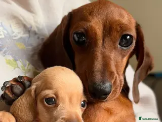 Miniature Dachshund dogs Smooth Haired Miniature Dachshund Puppies - Advert 8