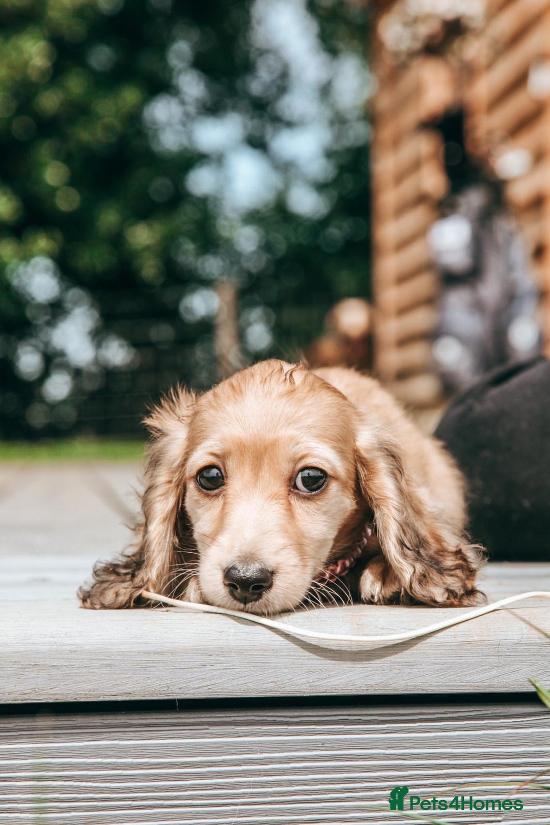 Miniature Dachshund dogs for sale: CREAM MINIATURE DACHSHUNDS CHAMPION PEDIGREE  - Image 28