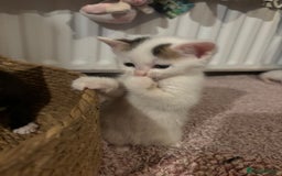 Mixed Breed cats for sale: 5 Adorable Fluffy White Playful Kittens  - Image 35