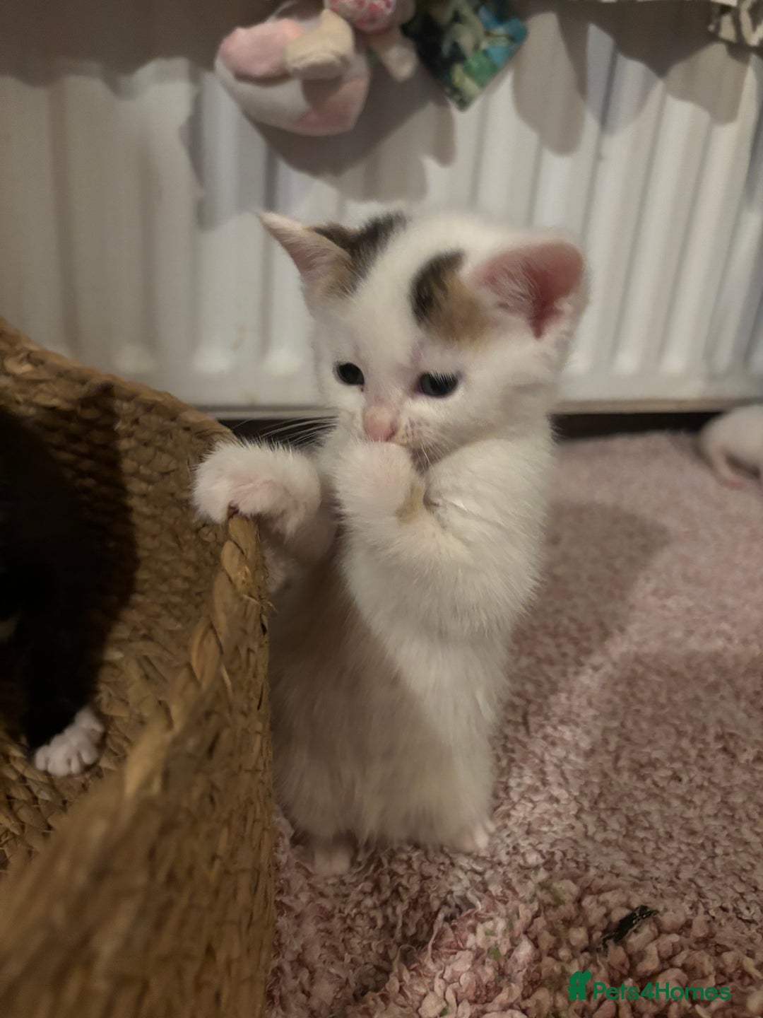 Mixed Breed cats for sale: 5 Adorable Fluffy White Playful Kittens  - Image 35
