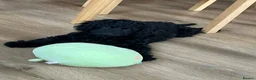 Cockapoo dogs for sale: Cockapoo puppy - Advert 8