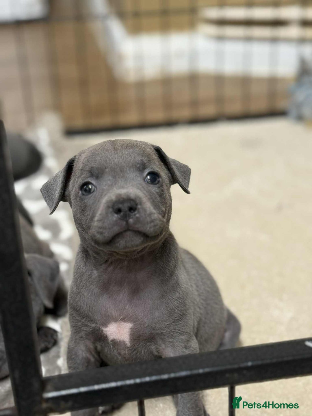 Staffordshire Bull Terrier dogs for sale: 9 Beautiful blue staff puppy’s !  - Advert 10
