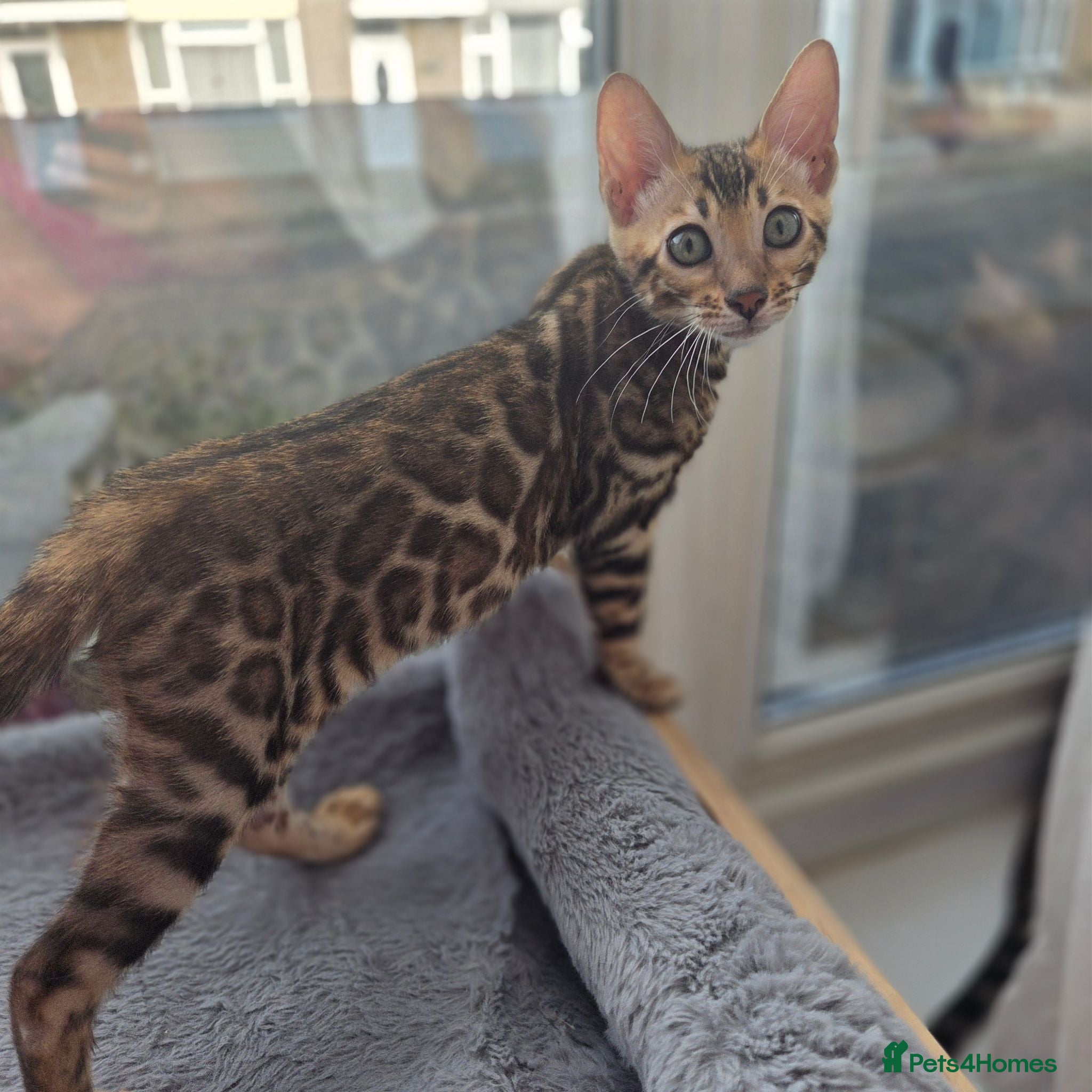 Bengal cats Ready now - pure Bengal TICA registered. - Advert 6
