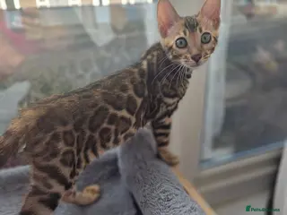 Bengal cats Ready now - pure Bengal TICA registered. - Advert 6
