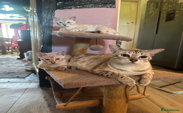Bengal cats - Advert 4