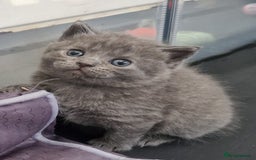 British Shorthair cats for sale: Beautiful British shorthair female kittens - Image 4