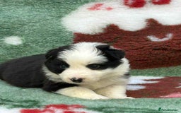 Border Collie dogs for sale: WINNING CRUFTS COMPETITORS. KC REG, HEALTH TESTED - Image 38