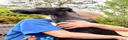 Mixed Breed dogs for adoption: Colin- stunning 7 mth old Lab x Pointer - Advert 5