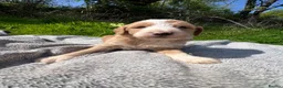 Bordoodle dogs for sale: Amazing collie-poos - Advert 15
