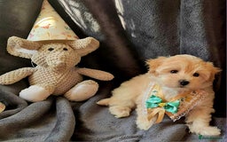 Maltipoo dogs for sale: F1 gorgeous maltipoo puppies - Image 5