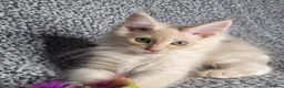 Maine Coon cats for sale: GCCF Maine Coon Kittens.  - Advert 4