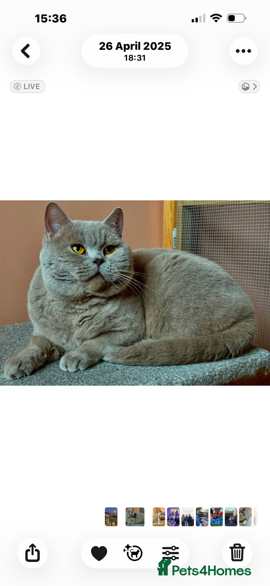 British Shorthair cats Stunning lilac boy for stud, active GCCF andTICA! - Advert 19