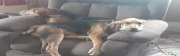Bloodhound dogs for sale: Bloodhound Puppies - Advert 3
