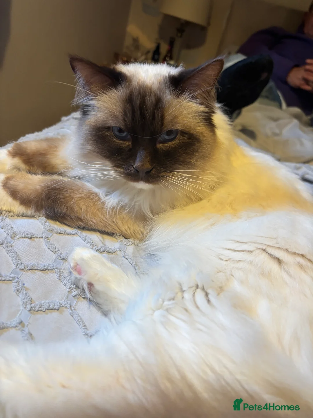 Ragdoll cats for stud: Gorgeous GGCF/TICA chocolate  mitted ragdoll in Norwich - Advert 1