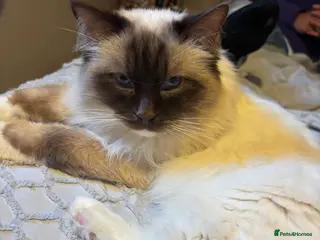 Ragdoll cats Gorgeous GGCF/TICA chocolate mitted ragdoll in Norwich - Advert 1