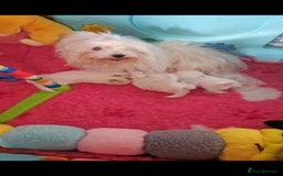 Coton De Tulear dogs for sale: 2 Stunning coton de Tulear girls - Image 9
