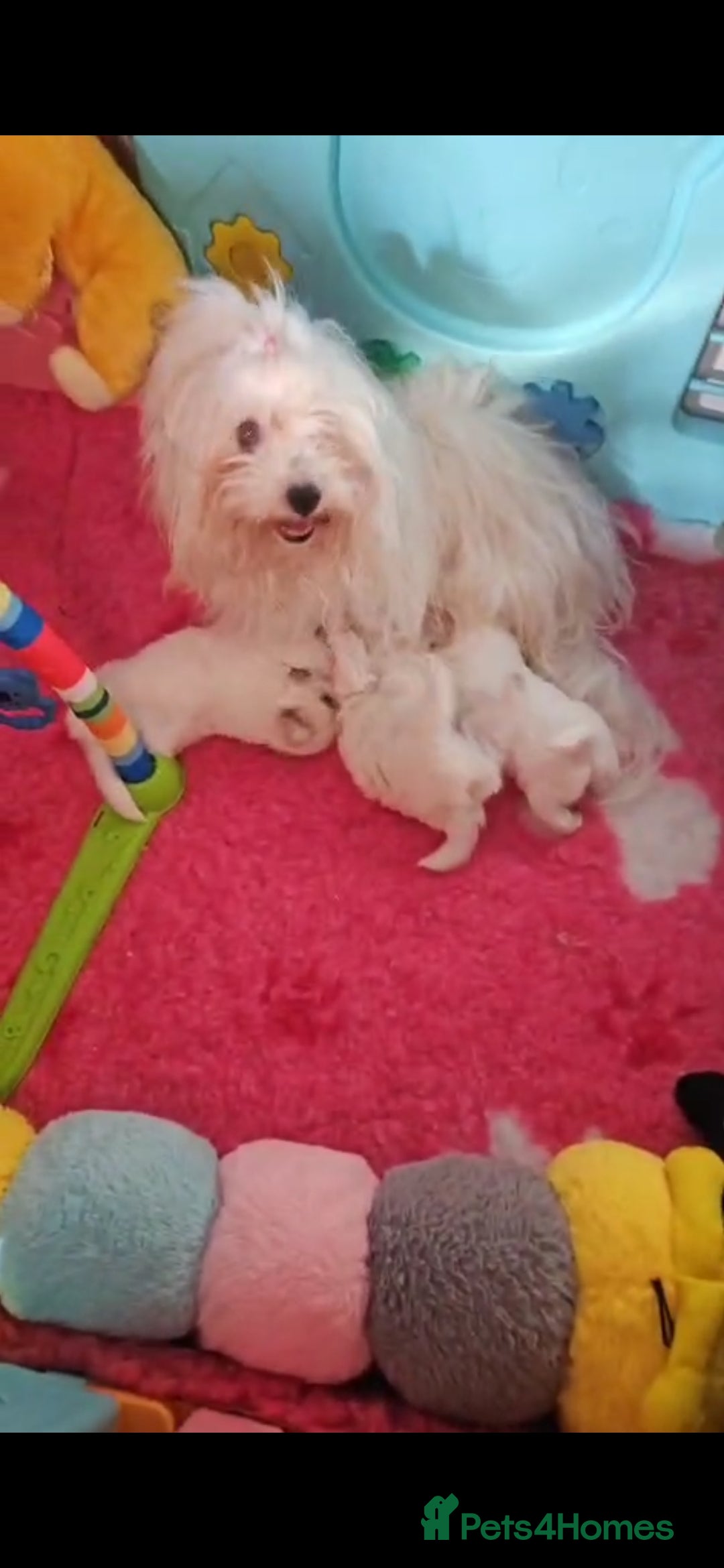 Coton De Tulear dogs for sale: 2 Stunning coton de Tulear girls - Image 9