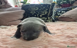 Whippet dogs for sale: Stunning KC Registered Blue Whippet Puppies - Image 8