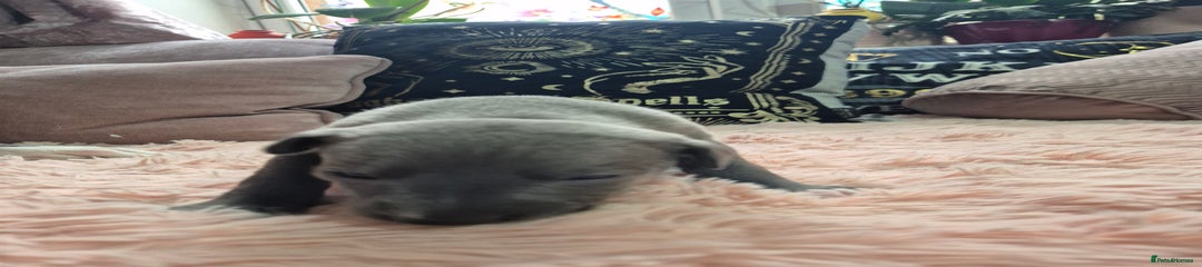 Whippet Puppy 6