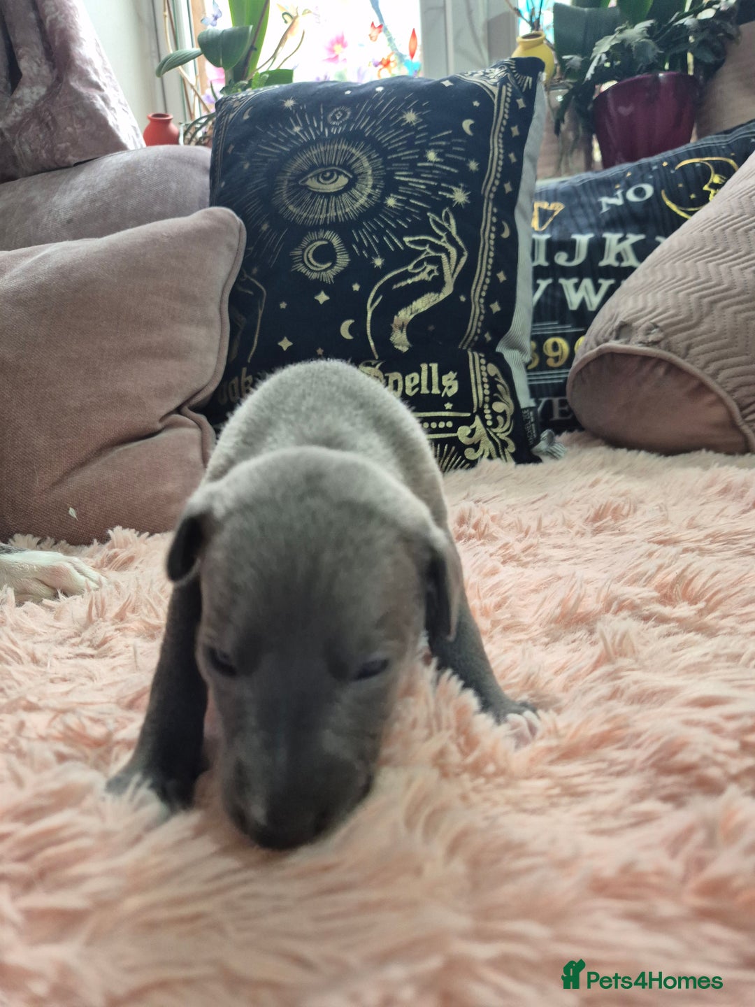 Whippet dogs for sale: Stunning KC Registered Blue Whippet Puppies - Image 8